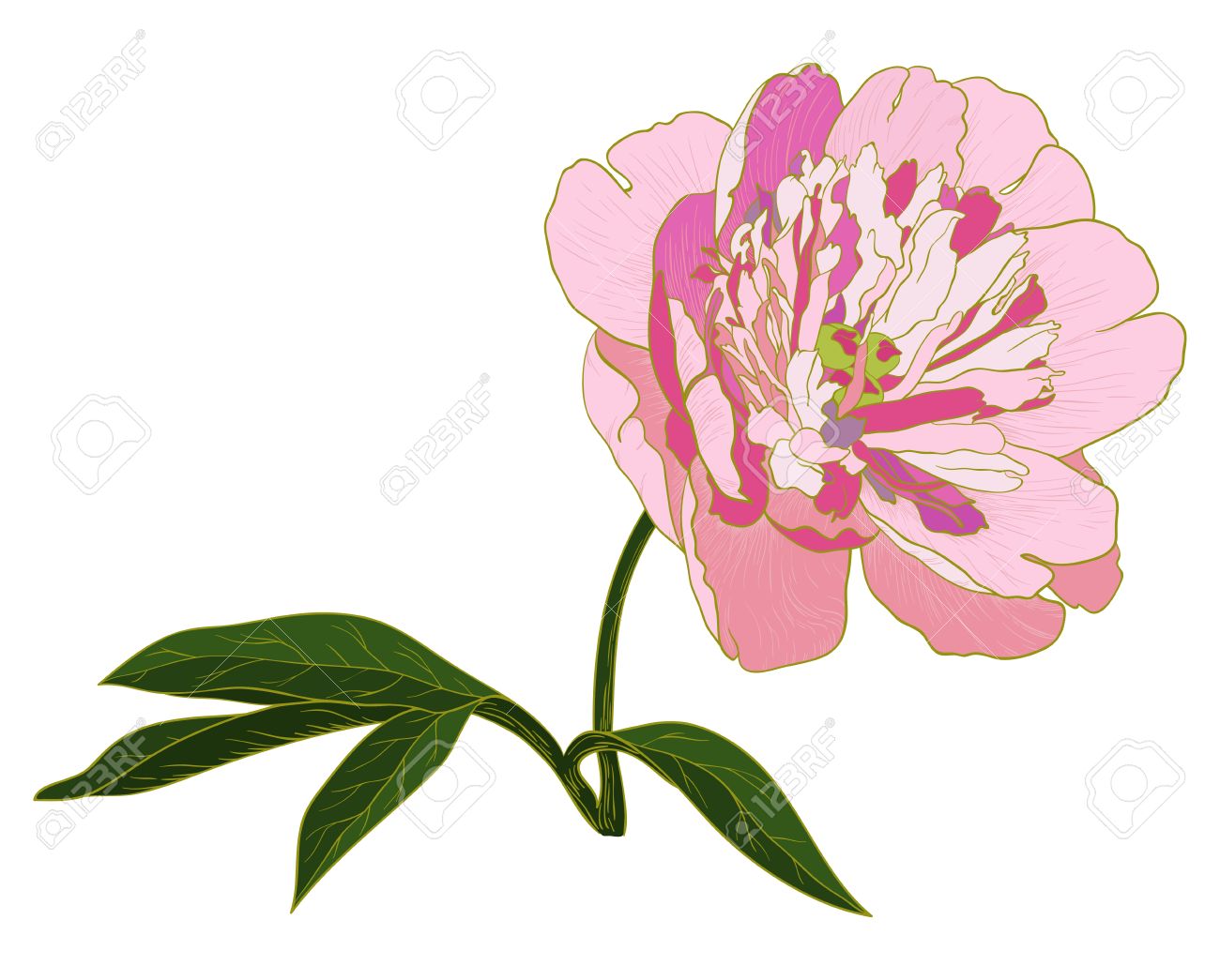 1300x1045 Clip Art Peony Clip Art