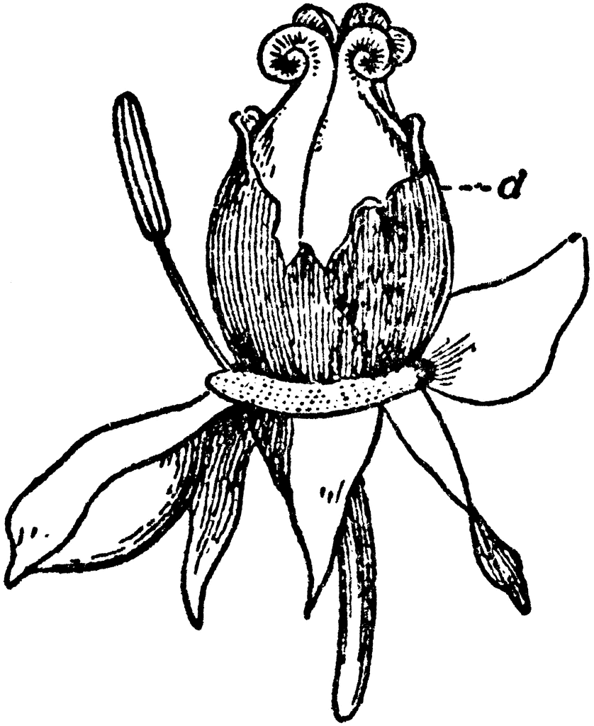 838x1024 Peony Clip Art