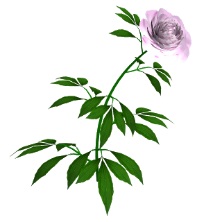 320x320 Peony Flower Clipart 1993190