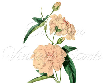 340x270 Peony Art Print Etsy