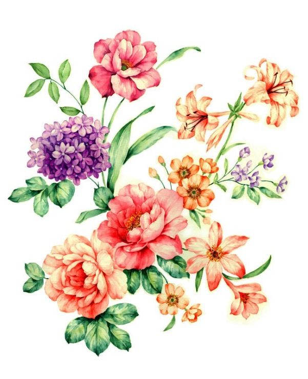 601x740 2617 Best Images Illustration Flower