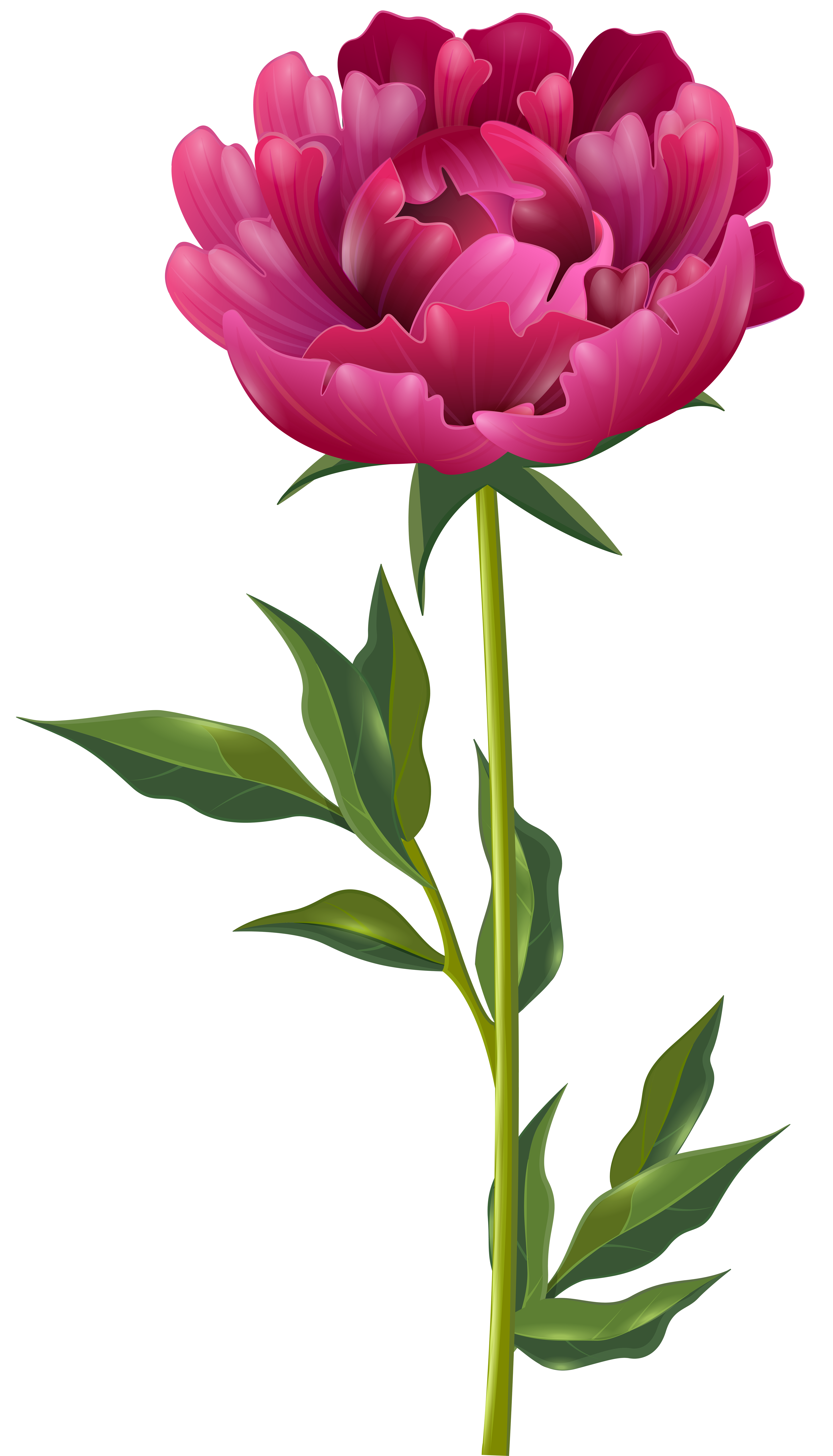 4576x8000 Pink Peony Png Clip Art Imageu200b Gallery Yopriceville