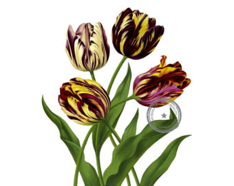 340x270 Tree Peony Flower Clip Art Vintage Floral Clipart Plant Art