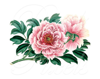 340x270 Vintage Flower Clipart Peony