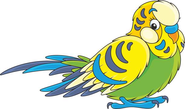 612x361 Budgerigars Clipart Pet Bird
