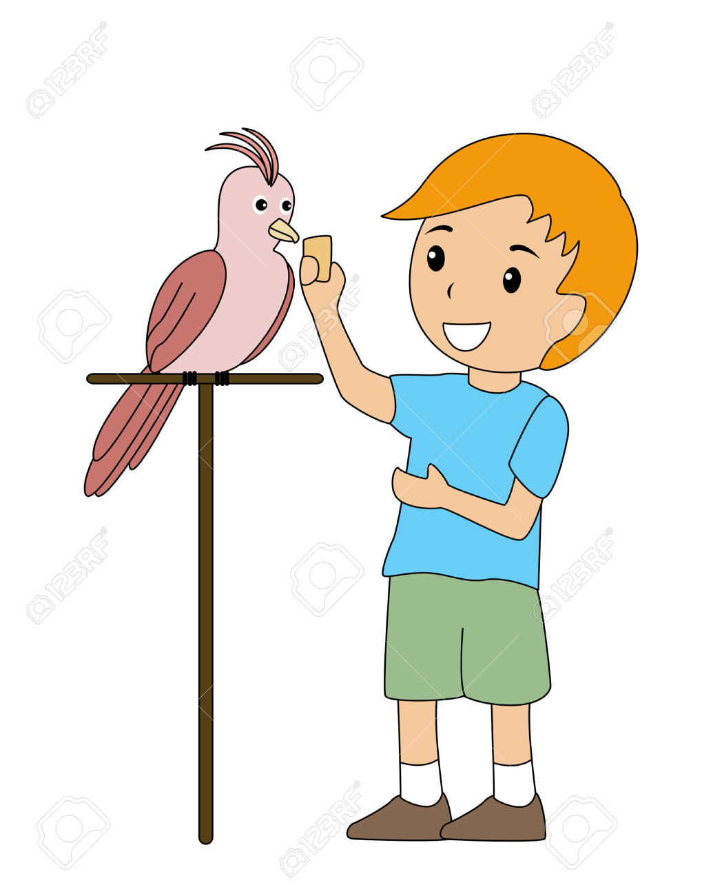 1048x1300 Pet Birds Clipart