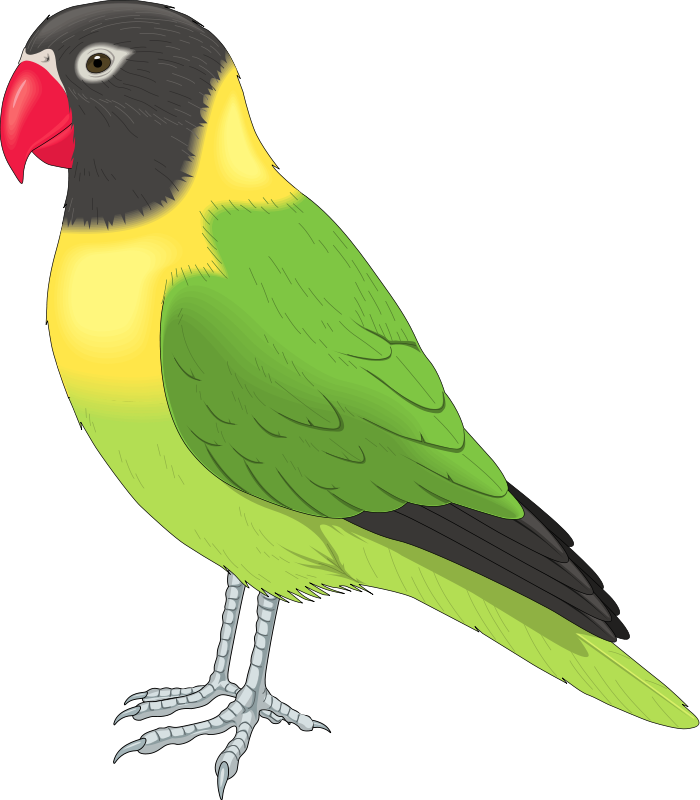 700x800 Bird House Clipart Pet Bird