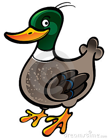 348x450 Top 90 Mallard Clip Art