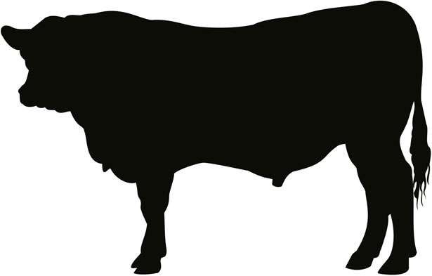 615x393 Black Angus Cow Clipart