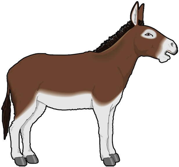 617x576 Donkey White Background Images All White Background