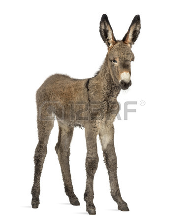 376x450 Provence Donkey Images Amp Stock Pictures. Royalty Free Provence