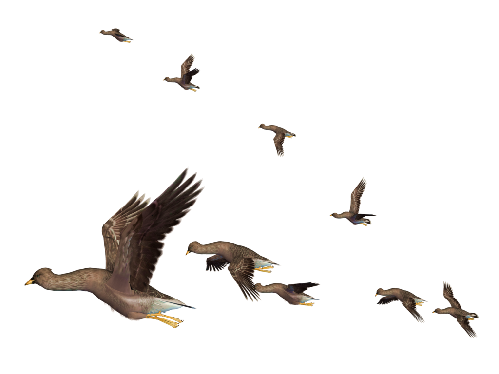 1024x768 Flying Bird Png Clipart Png Mart