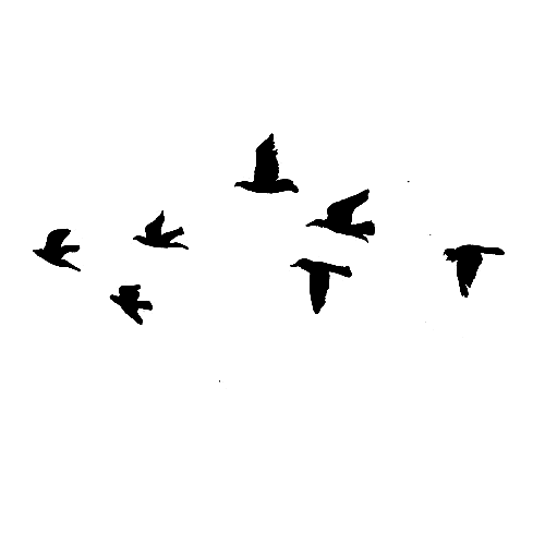 500x500 Flying Bird Png Hd Png Mart