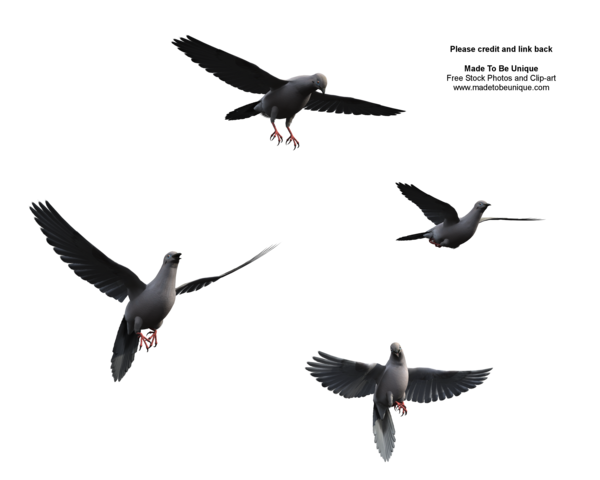 600x480 Flying Bird Poses Dove Wings By Madetobeunique