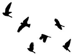236x178 Best Flying Bird Silhouette Ideas 3 Birds