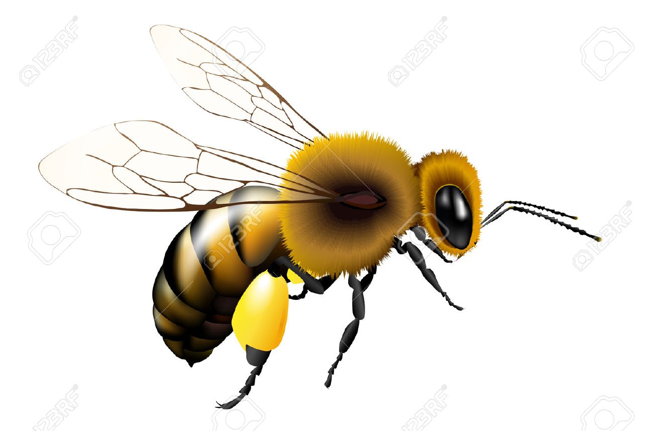 1300x858 Vector Illustration Of Bee With Transparent Wings For Any