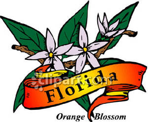 300x249 State Flower Of Florida, The Orange Blossom Royalty Free Clipart