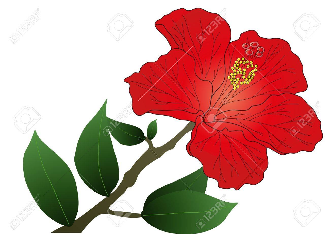 1300x923 Hibiscus Flower Leaves Fiori Idea Immagine