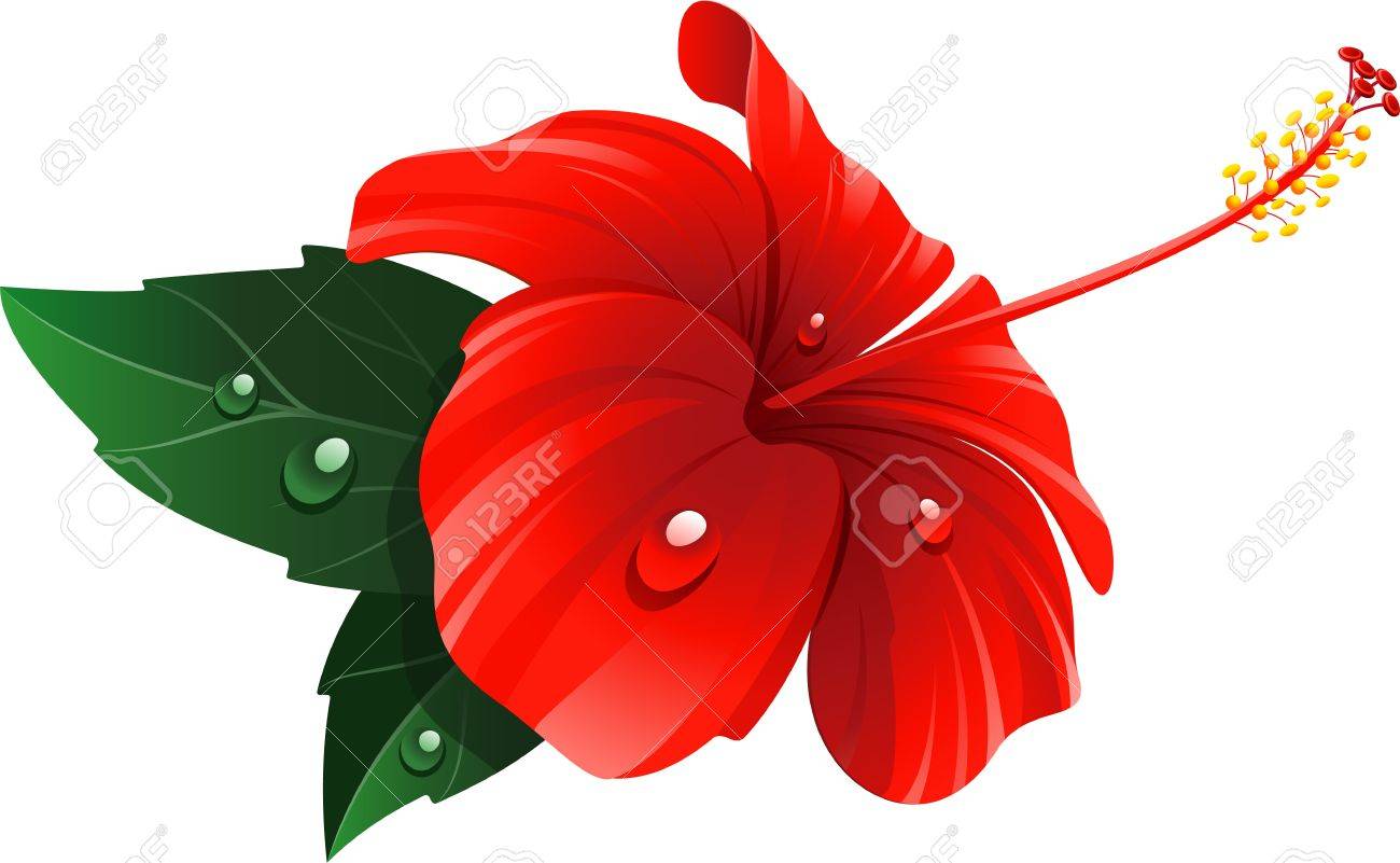 1300x801 Red Hibiscus Flower Over White. Royalty Free Cliparts, Vectors