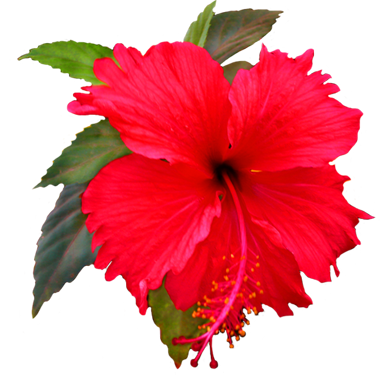384x383 Buttercup Clipart Hibiscus Flower