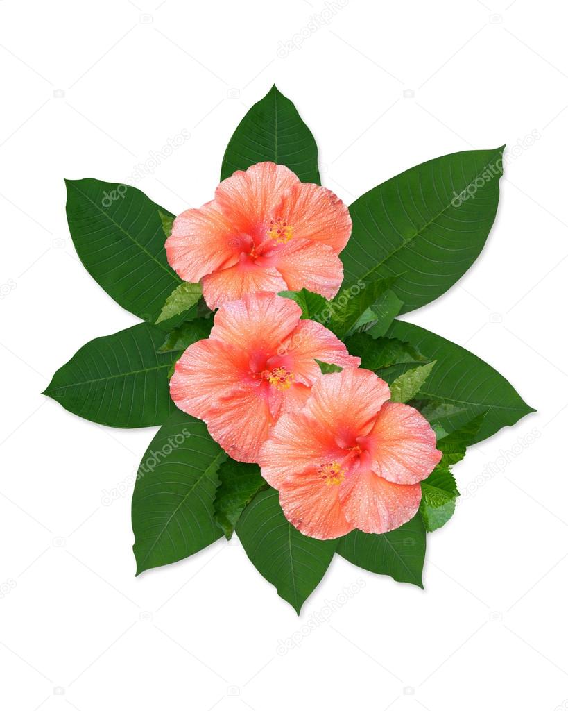 819x1024 Tropical Flowers Hibiscus And Leaves Stock Photo Irisangel