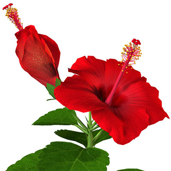 600x600 Flower Hibiscus 3d Model