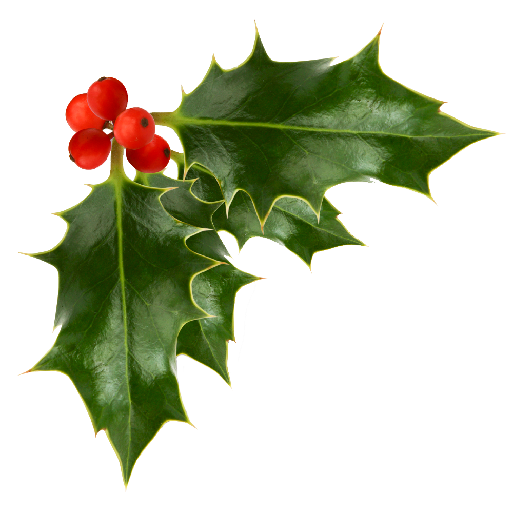 1000x1000 Holly Berries Transparent Background