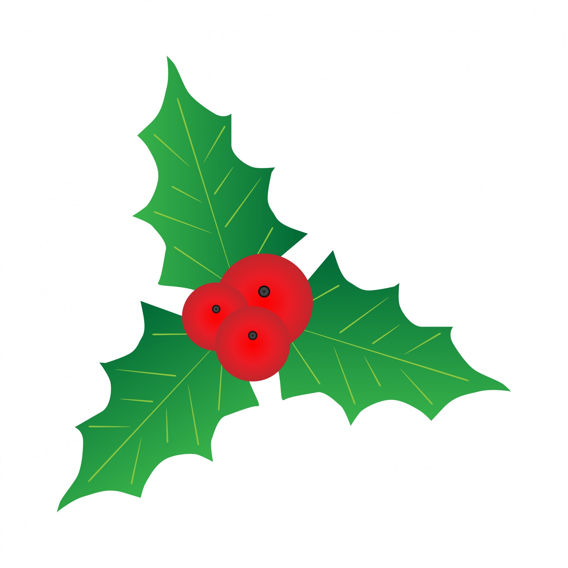1920x1920 Holly With Berries Free Stock Photo