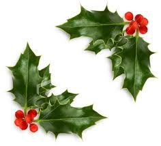236x214 Holly Berries Are Poisonous True Or False