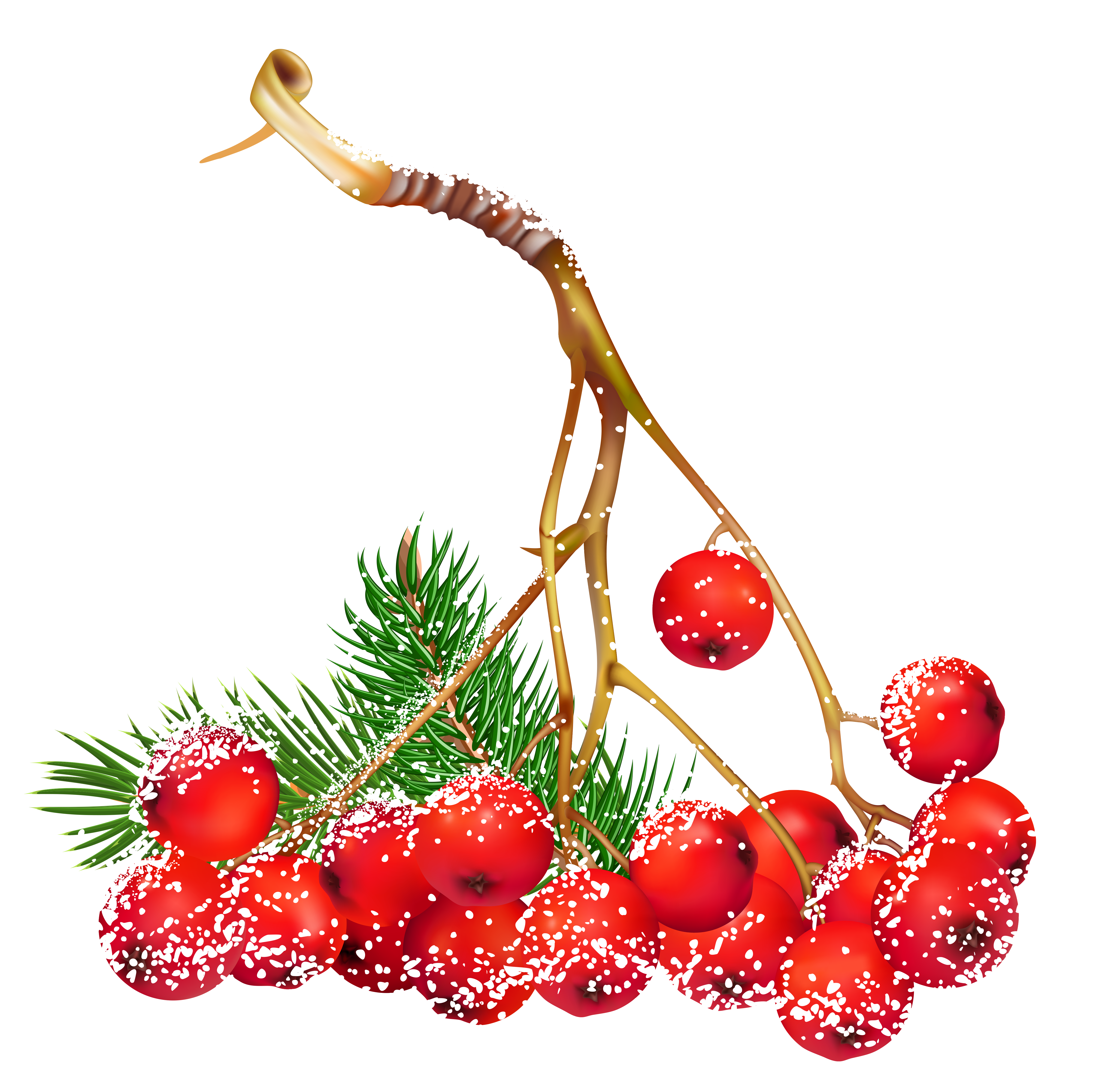 5132x5098 Transparent Christmas Snowy Holly Berries Png Clipart Art