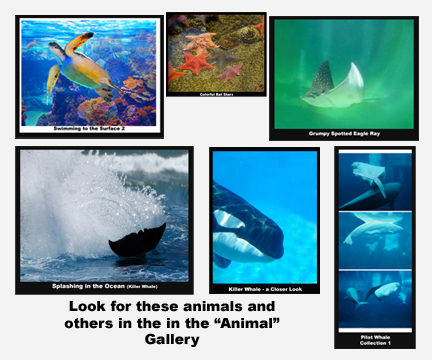 432x360 Ocean Scenes