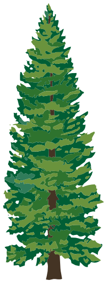 210x554 Pine Tree Clipart Tress