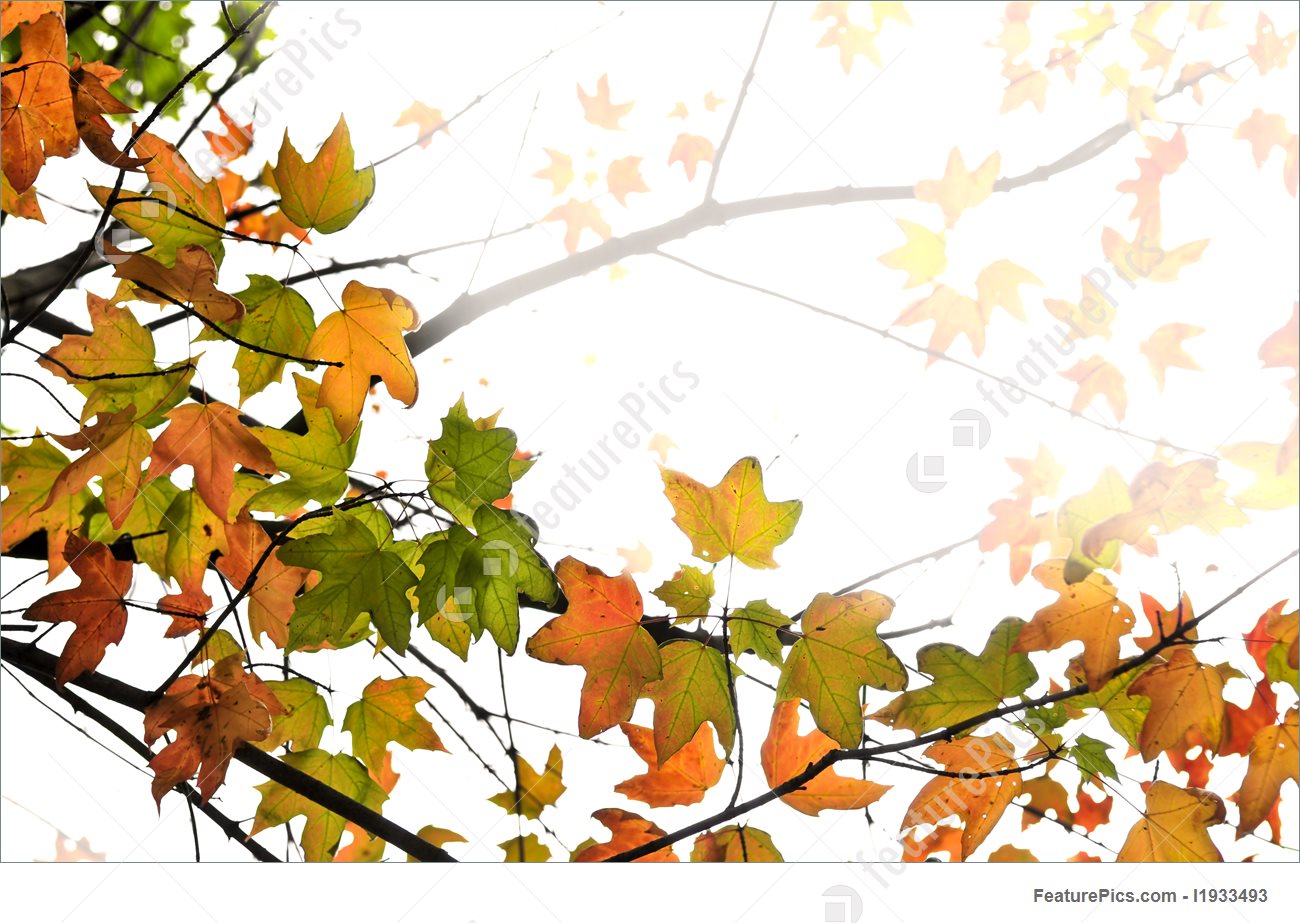 1300x923 Fall Maple Leaves Background