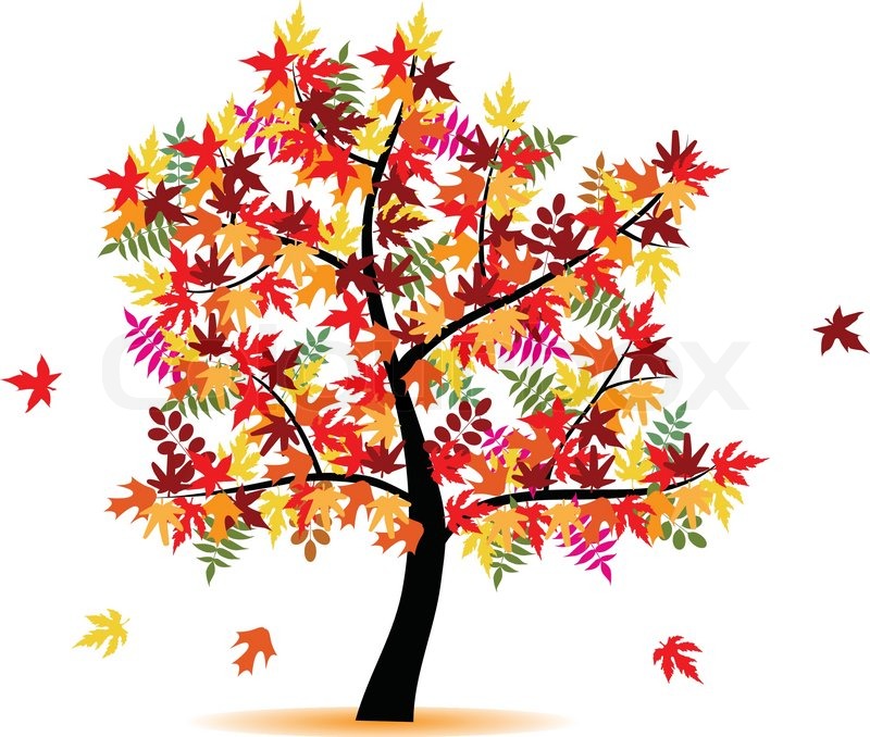 800x678 Four Season Tree With Colorful Leafs