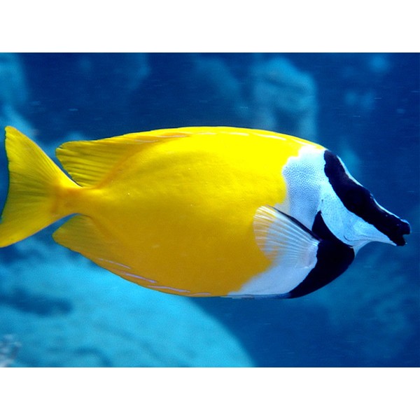 600x600 Imported Marine Fish Yellow Fox Face For Sale Chennai