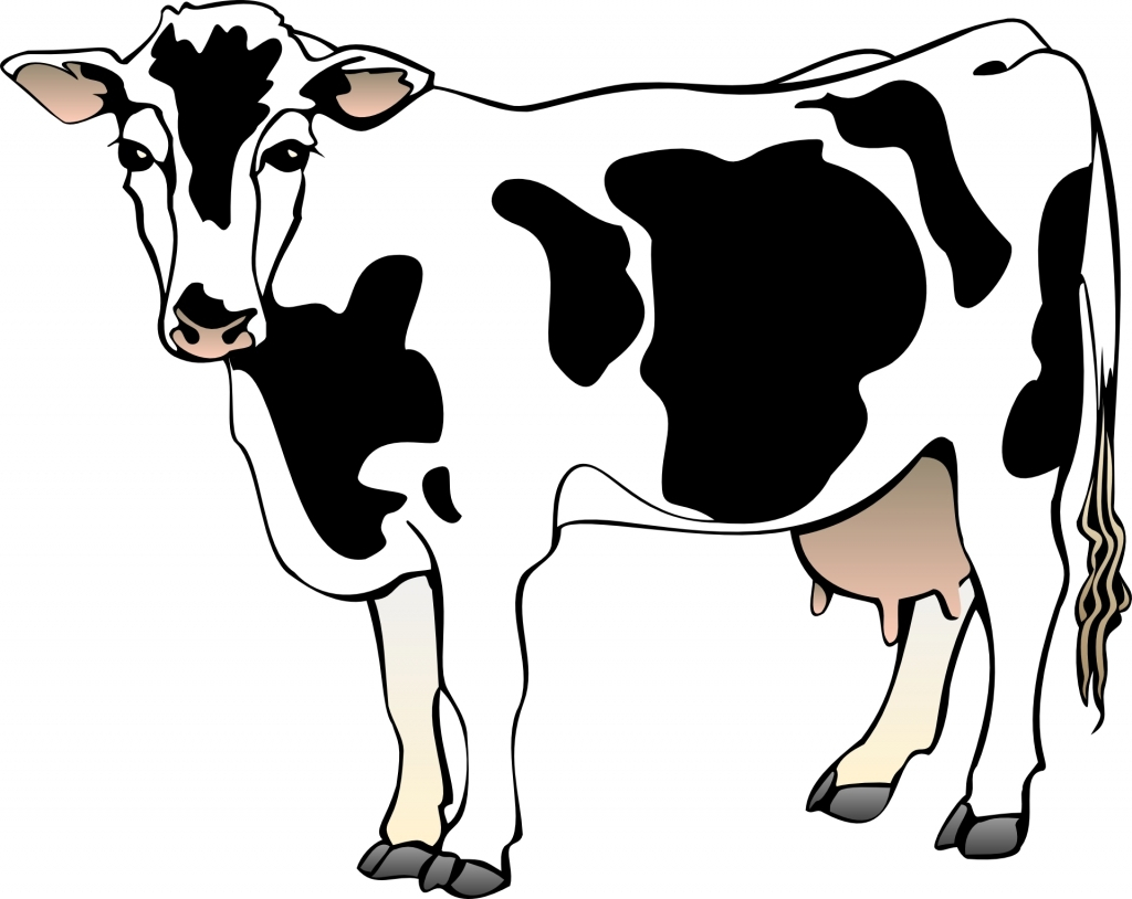 1024x814 Cartoon Drawing Of A Cow Cartoon Drawings Of Cows