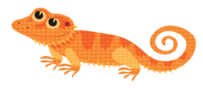 678x304 Are House Lizards Or Geckos Poisonous Logical Vision