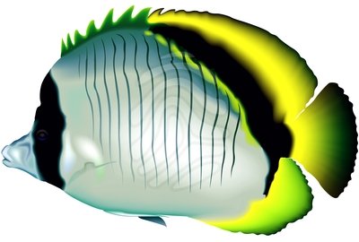 400x270 C Reef Clipart