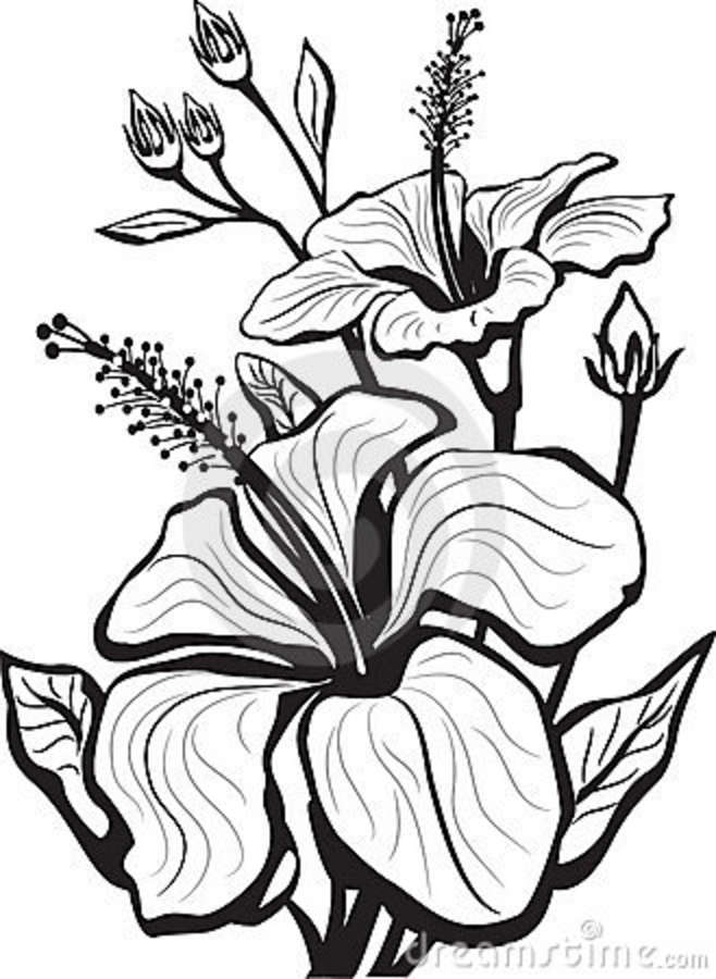 658x900 Hibiscus Flower Drawing