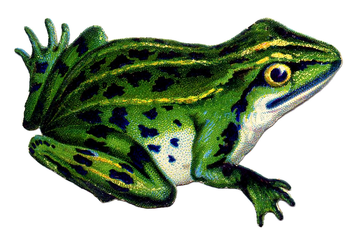1350x905 Frog Pictures