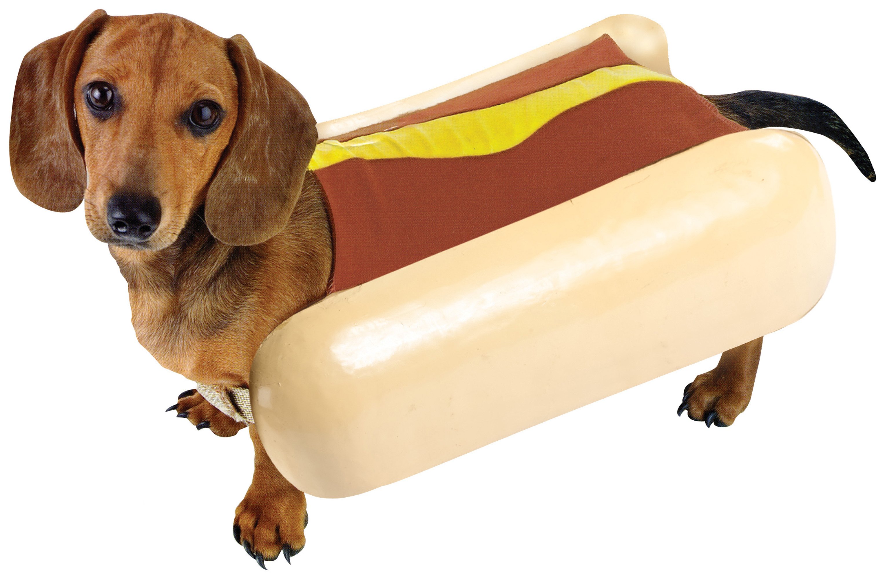 3055x2000 List Of Synonyms And Antonyms Of The Word Hot Dog