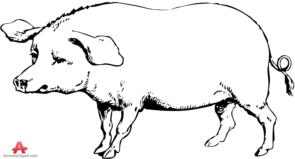 999x539 Drawing Pig Clipart Free Clipart Design Download