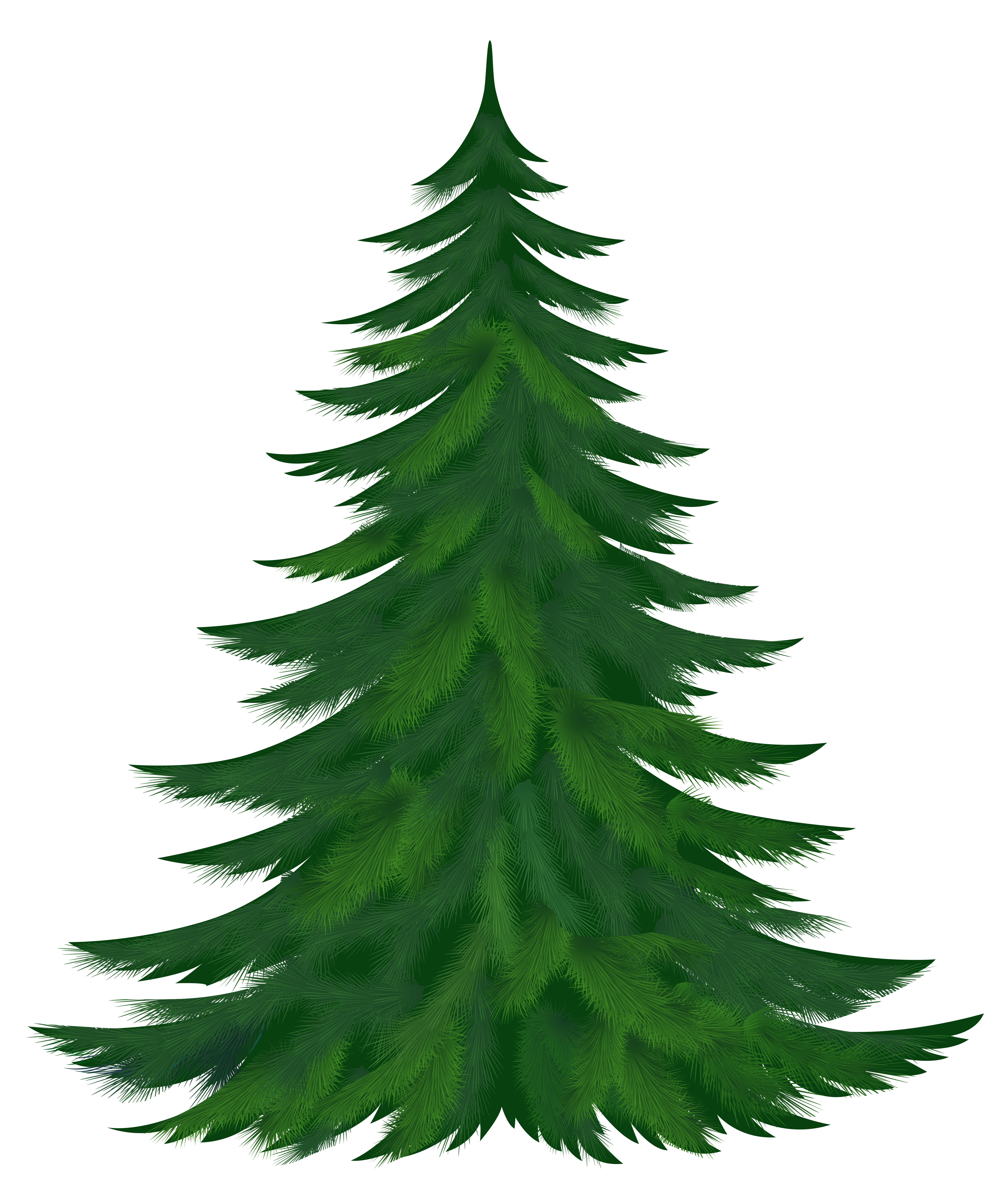 4469x5265 Pine Tree Clipart Three Pine