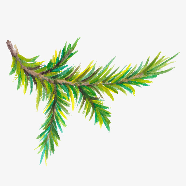 650x651 Watercolor Pine Trees Branch, Watercolor, Painting, Pine Png Image