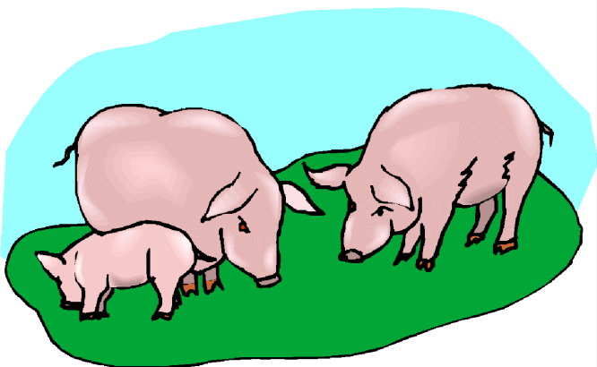 666x410 Pigs Clipart