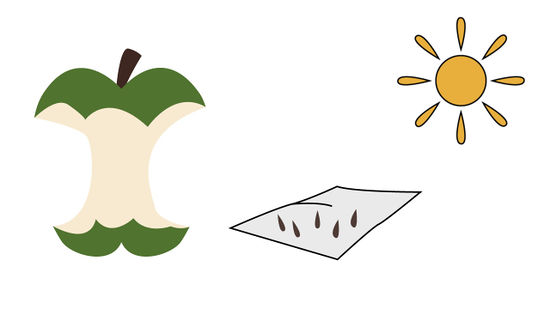 550x309 How To Grow An Apple Tree From A Seed (With Pictures)