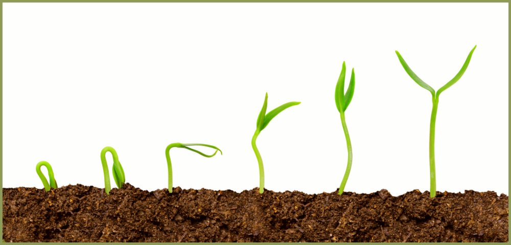 1000x479 Plant Magical Seeds In The Soil Of Your Mind