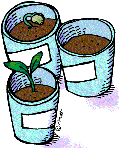 244x304 Seeds Clipart Plant Science