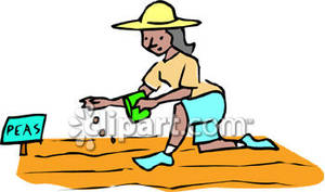 300x177 Woman Planting Pea Seeds Royalty Free Clipart Picture