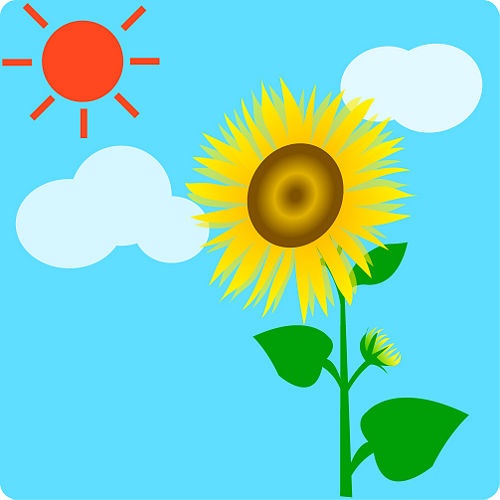 500x500 Best Planting Sunflower Seeds Ideas Growing